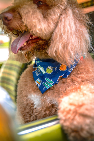 "Pal Chinchorreo" Pet Bandana