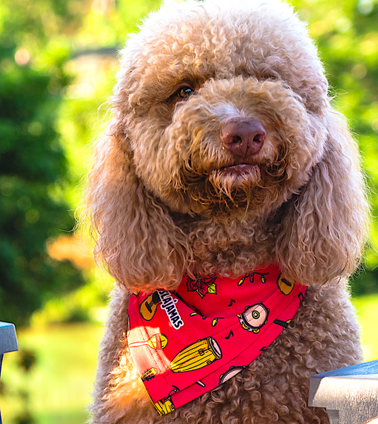 "El Jolgorio Está" Christmas Pet Bandana