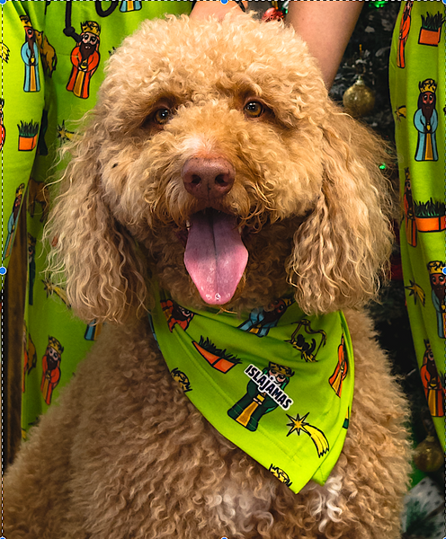 "Que Viva la Tradición " Christmas Pet Bandana